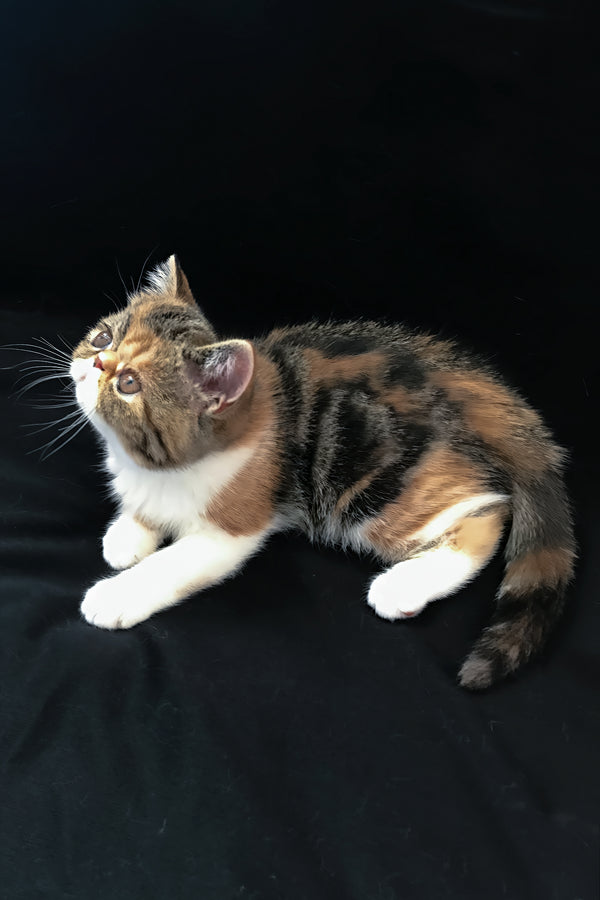 Jesefine | Exotic Shorthair Kitten