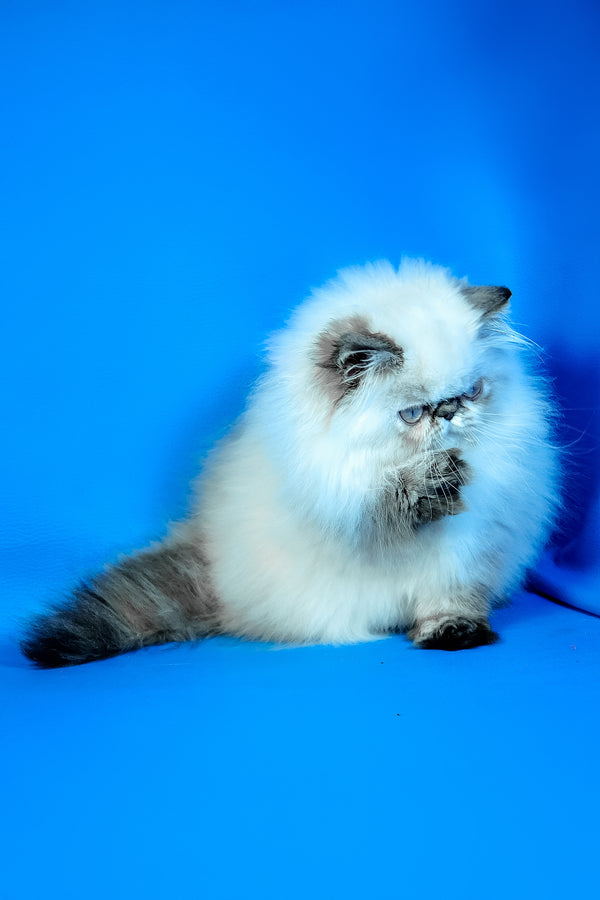 Jessi | Persian Kitten
