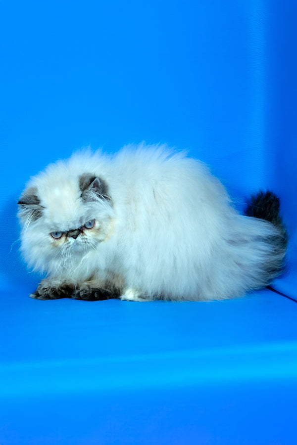 Jessi | Persian Kitten