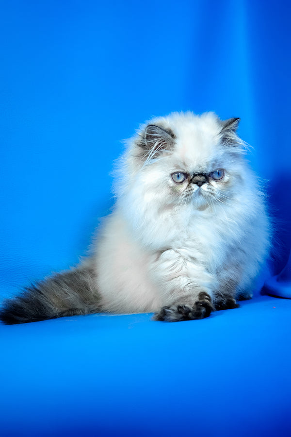 Jessi | Persian Kitten