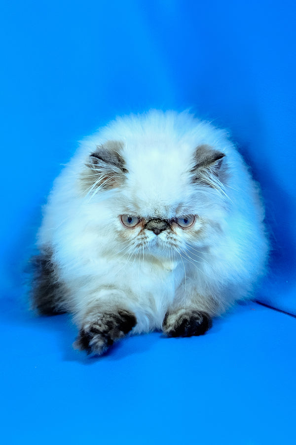 Jessi | Persian Kitten