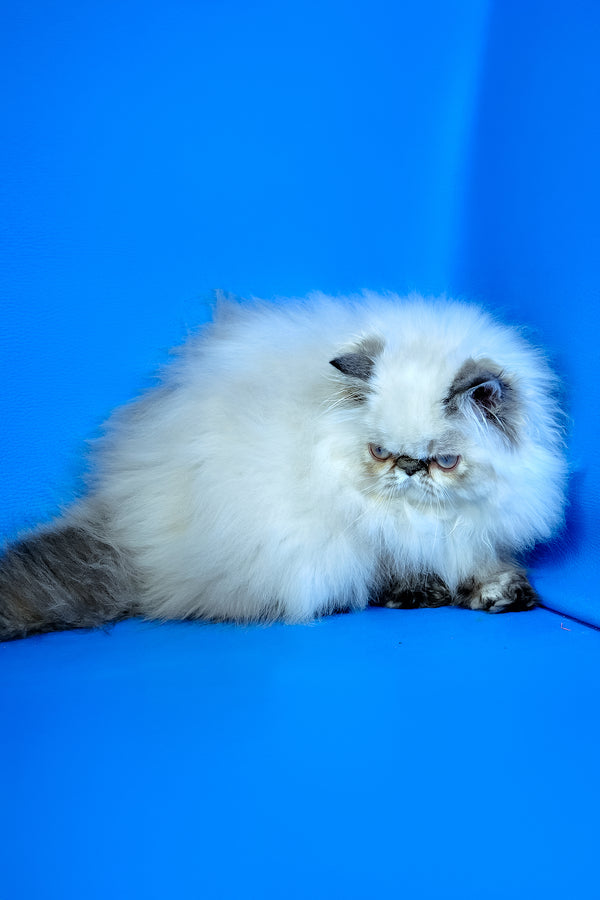 Jessi | Persian Kitten