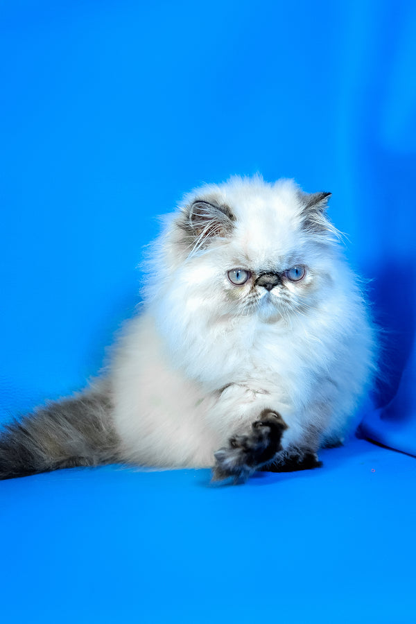 Jessi | Persian Kitten