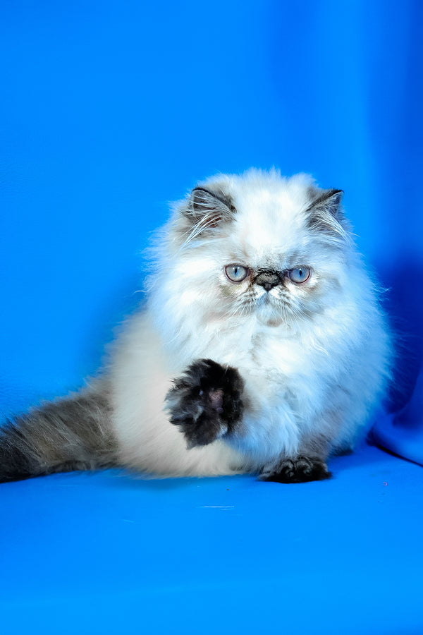 Jessi | Persian Kitten