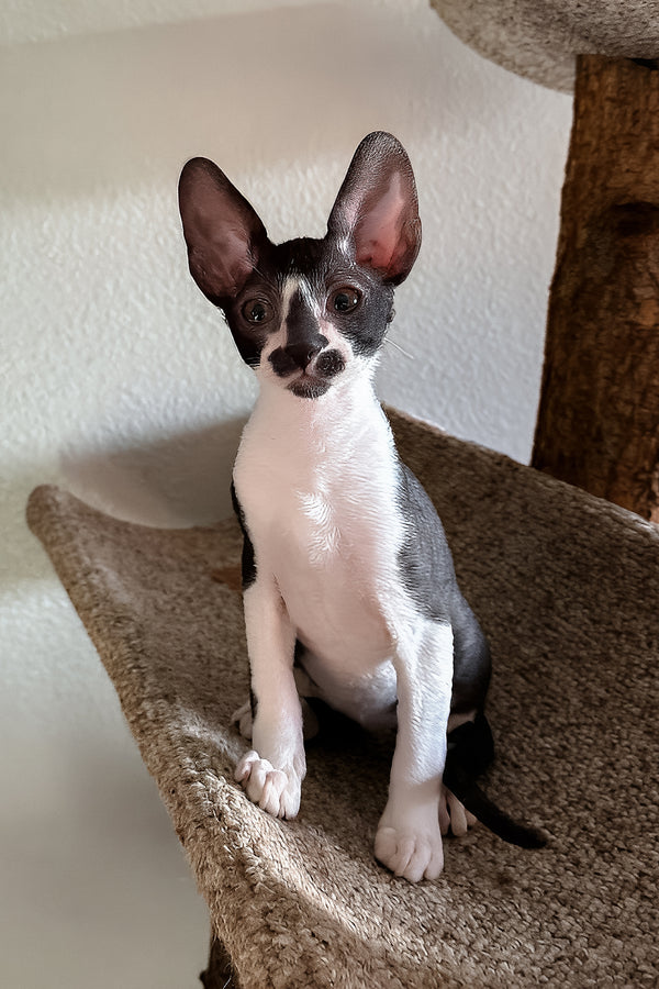 Jester | Cornish Rex Kitten