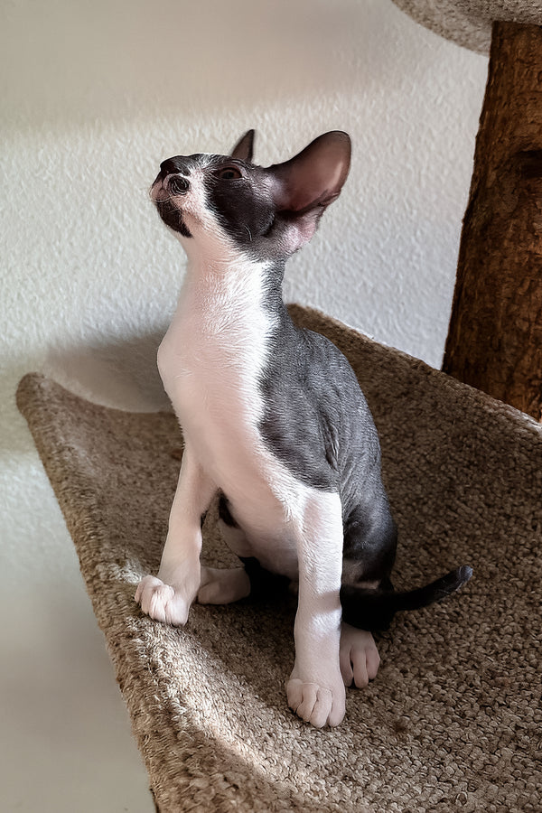 Jester | Cornish Rex Kitten