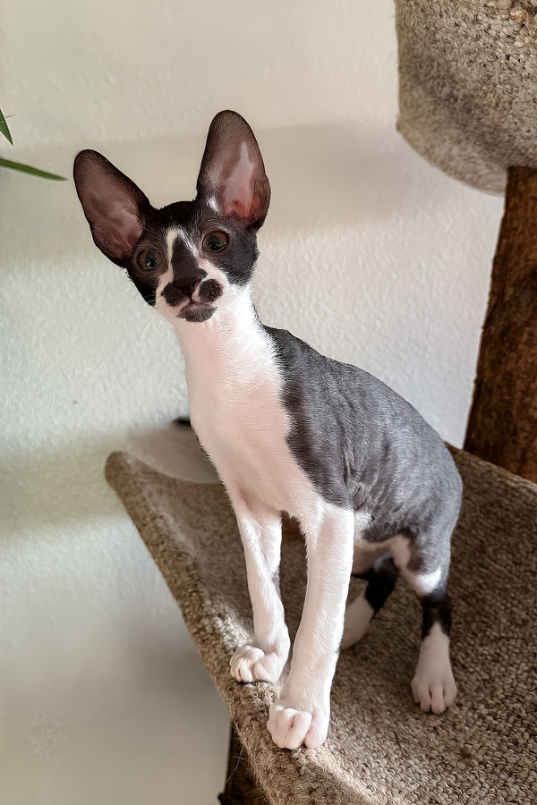Jester | Cornish Rex Kitten