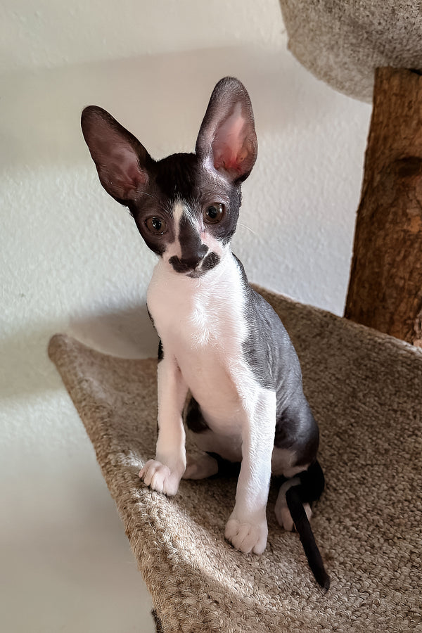 Jester | Cornish Rex Kitten