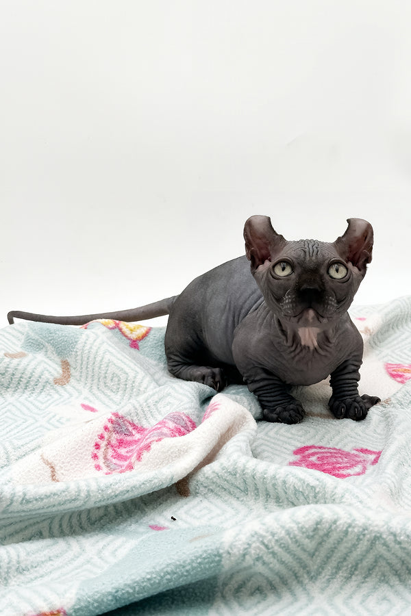 Jett | Dwelf Sphynx Kitten