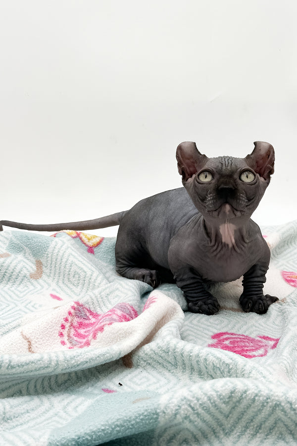 Jett | Dwelf Sphynx Kitten