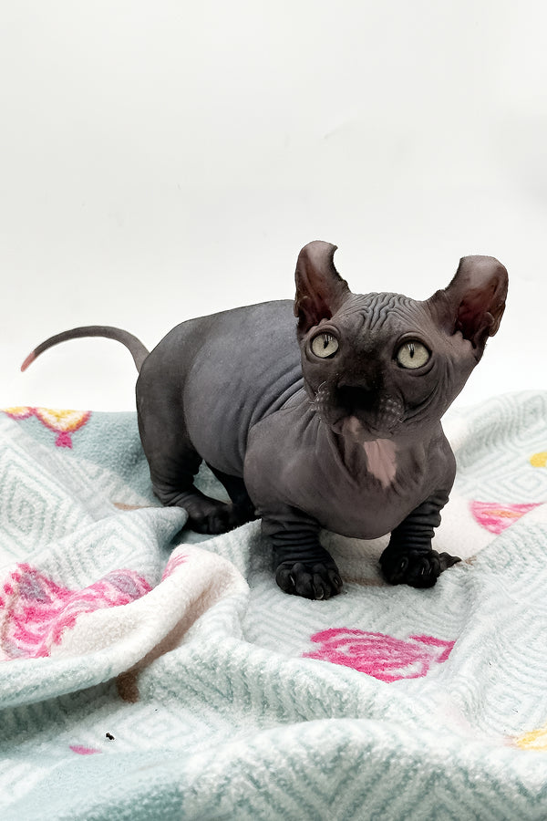 Jett | Dwelf Sphynx Kitten