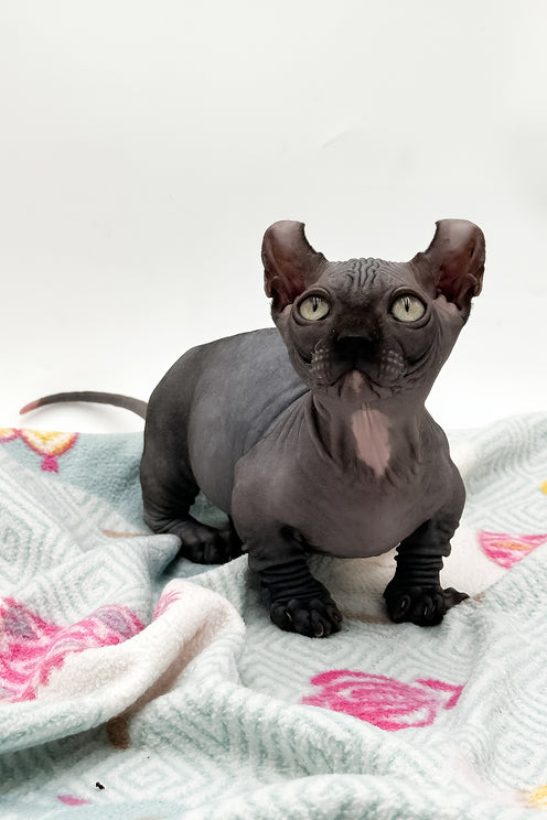Jett | Dwelf Sphynx Kitten