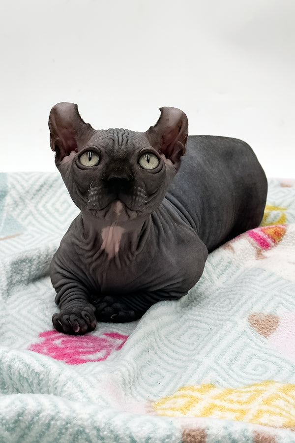 Jett | Dwelf Sphynx Kitten