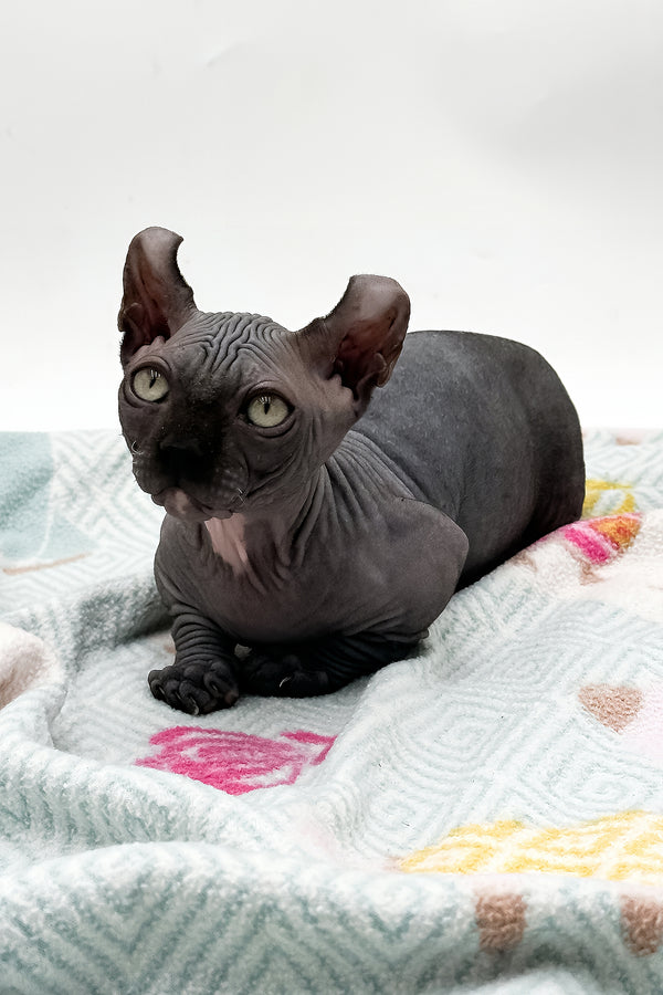 Jett | Dwelf Sphynx Kitten