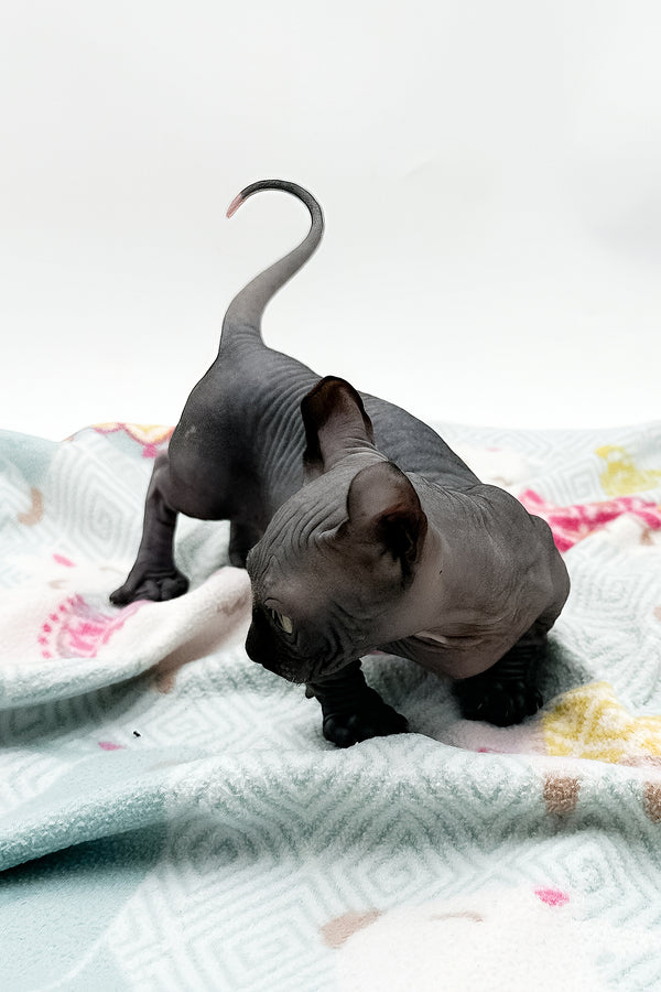 Jett | Dwelf Sphynx Kitten