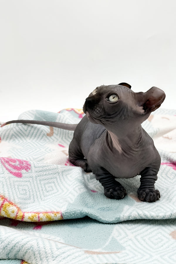 Jett | Dwelf Sphynx Kitten