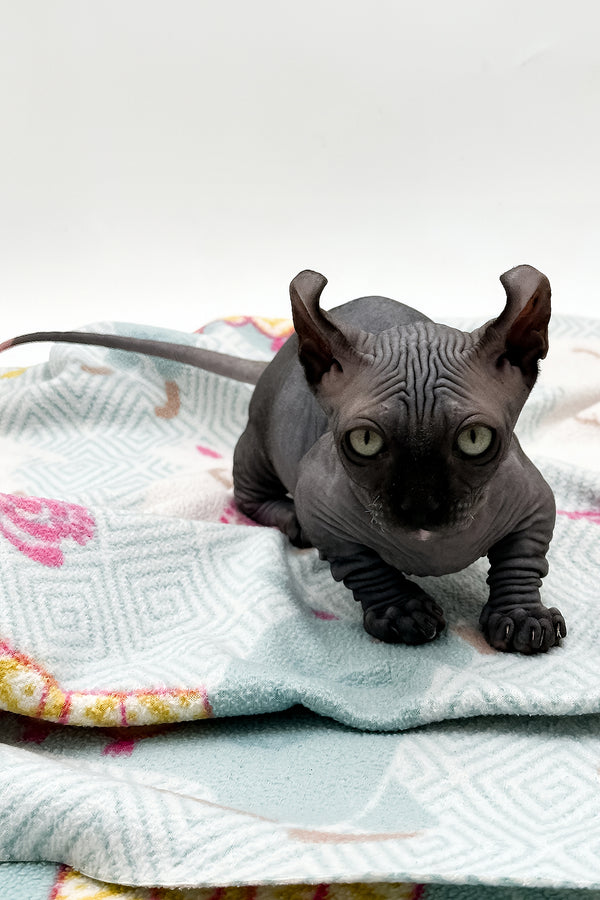 Jett | Dwelf Sphynx Kitten