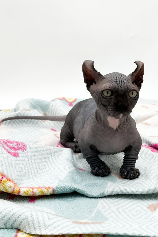 Jett | Dwelf Sphynx Kitten