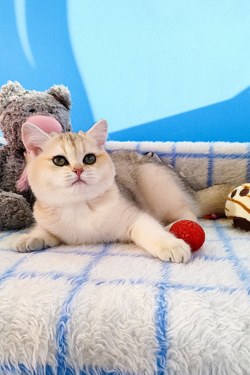 Jina | British Shorthair Kitten