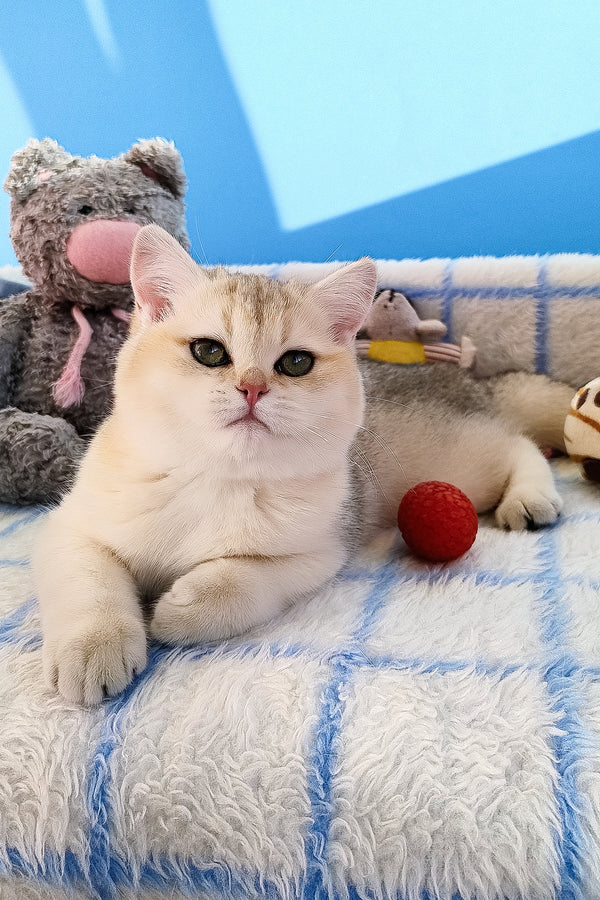 Jina | British Shorthair Kitten