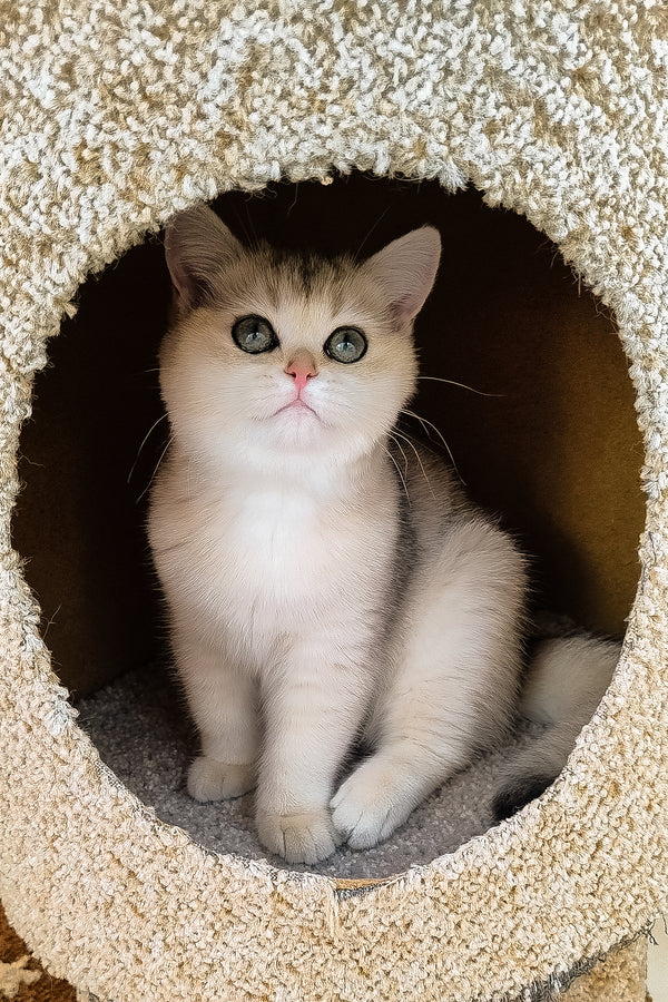 Jina | British Shorthair Kitten