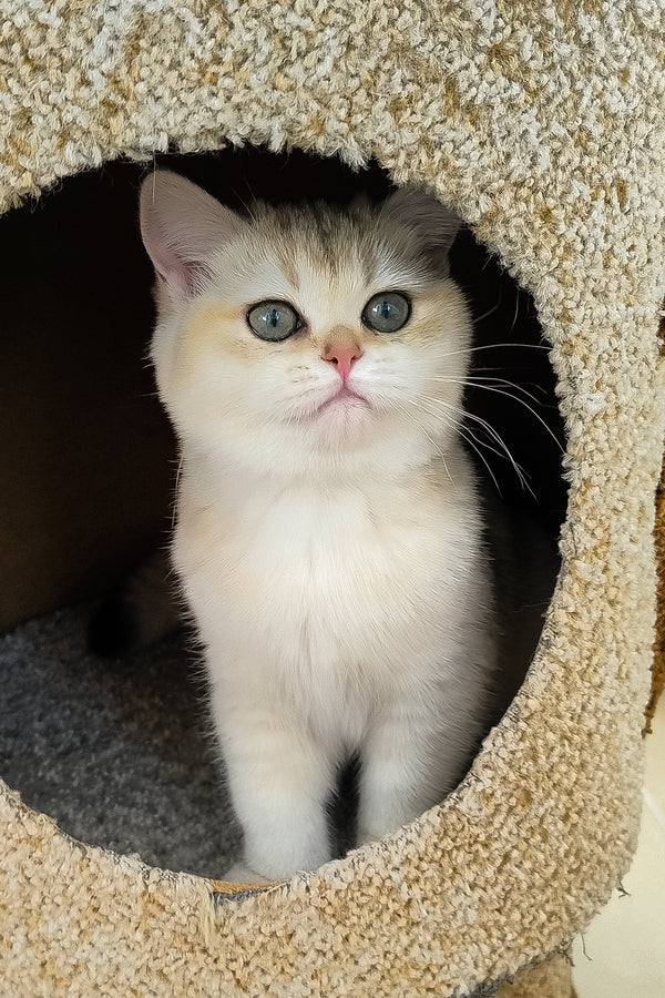 Jina | British Shorthair Kitten