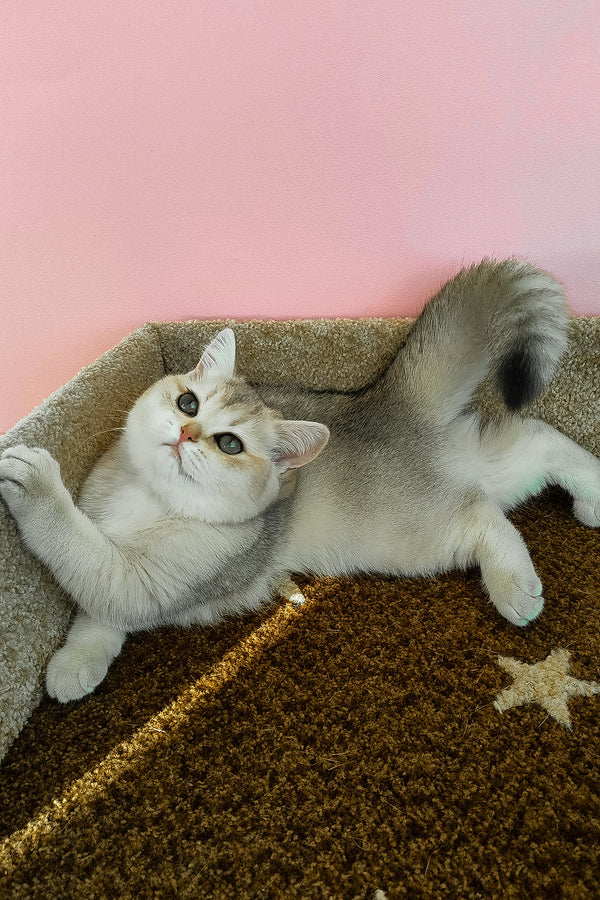 Jina | British Shorthair Kitten