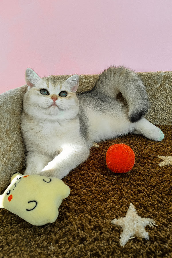 Jina | British Shorthair Kitten
