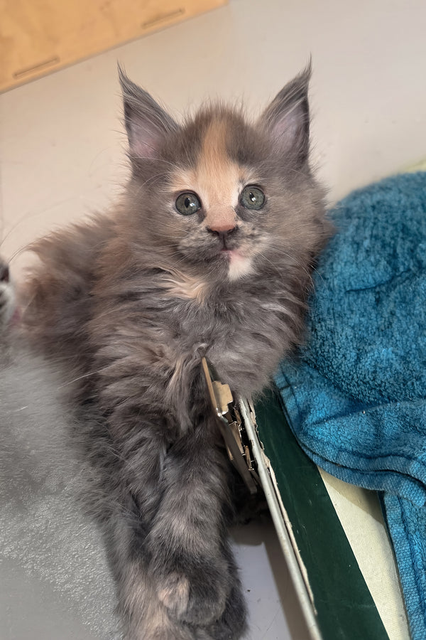 Jinx | Maine Coon Kitten