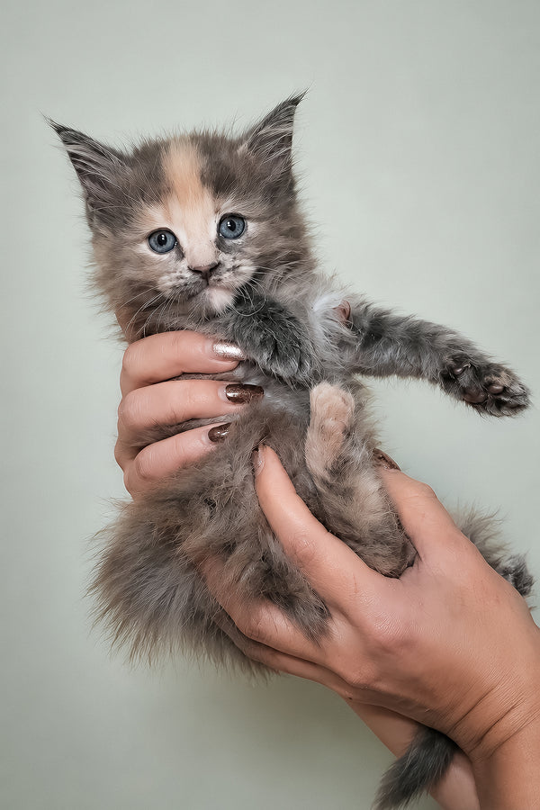 Jinx | Maine Coon Kitten