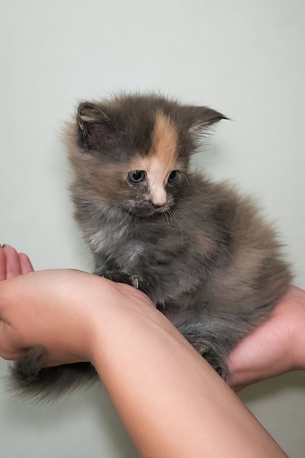 Jinx | Maine Coon Kitten