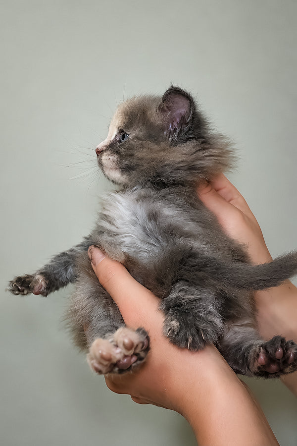 Jinx | Maine Coon Kitten