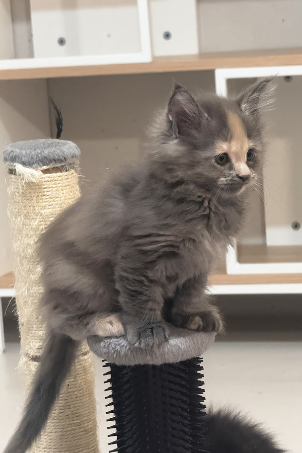 Jinx | Maine Coon Kitten