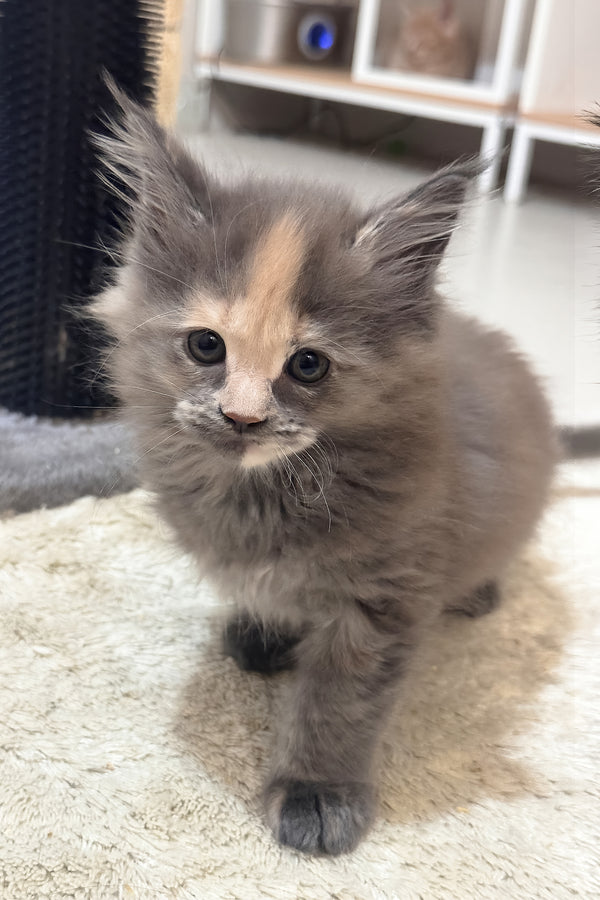 Jinx | Maine Coon Kitten