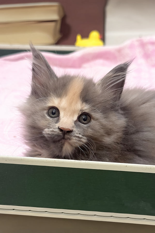 Jinx | Maine Coon Kitten