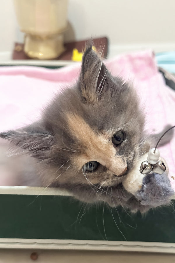 Jinx | Maine Coon Kitten