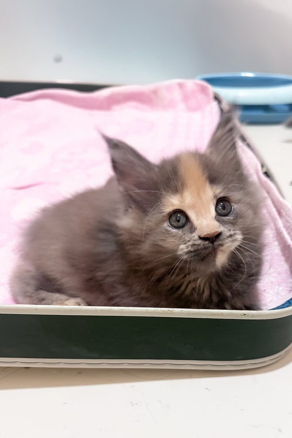 Jinx | Maine Coon Kitten