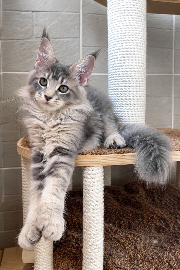 Jolie | Maine Coon Kitten