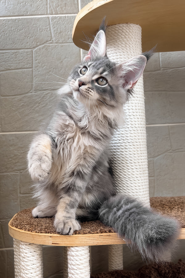 Jolie | Maine Coon Kitten