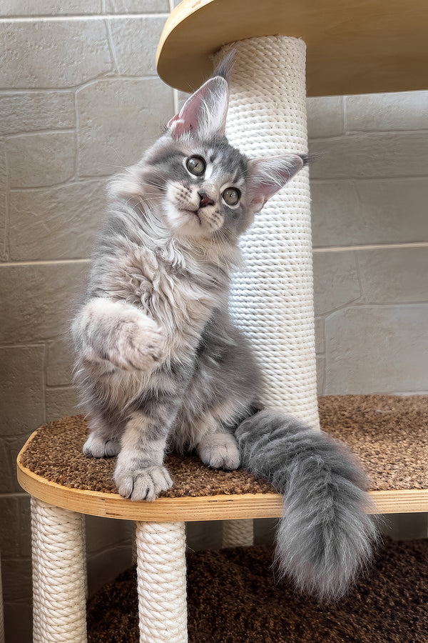 Jolie | Maine Coon Kitten