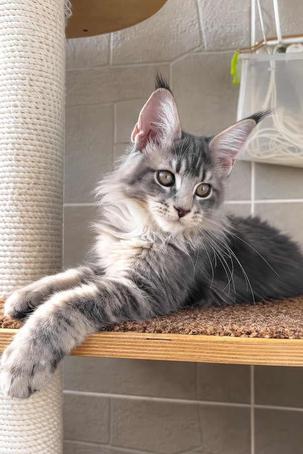 Jolie | Maine Coon Kitten