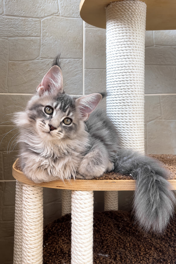 Jolie | Maine Coon Kitten
