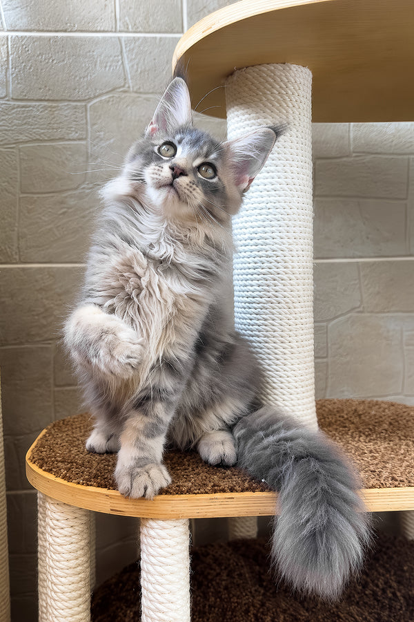 Jolie | Maine Coon Kitten