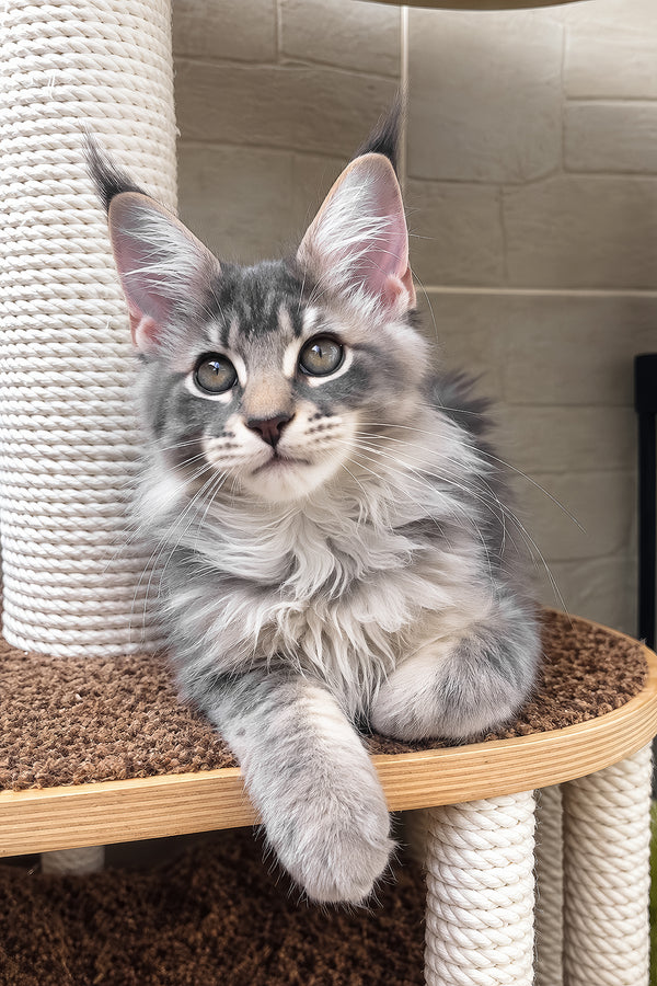 Jolie | Maine Coon Kitten