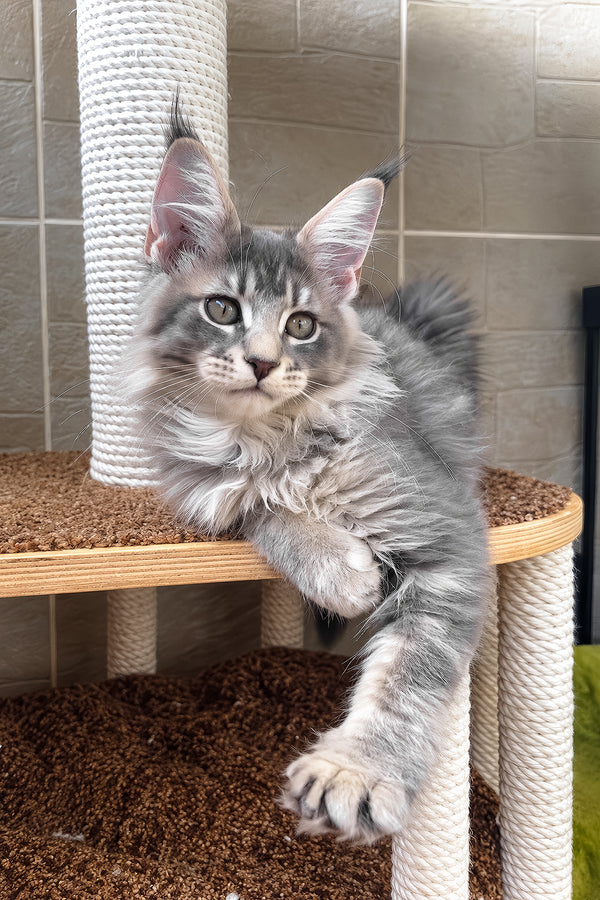 Jolie | Maine Coon Kitten