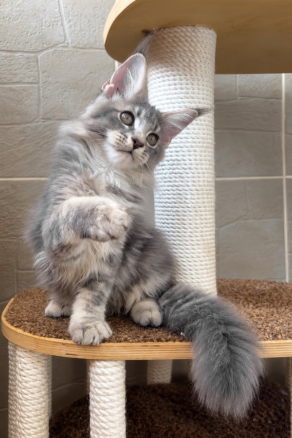 Jolie | Maine Coon Kitten
