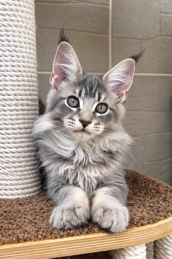 Jolie | Maine Coon Kitten