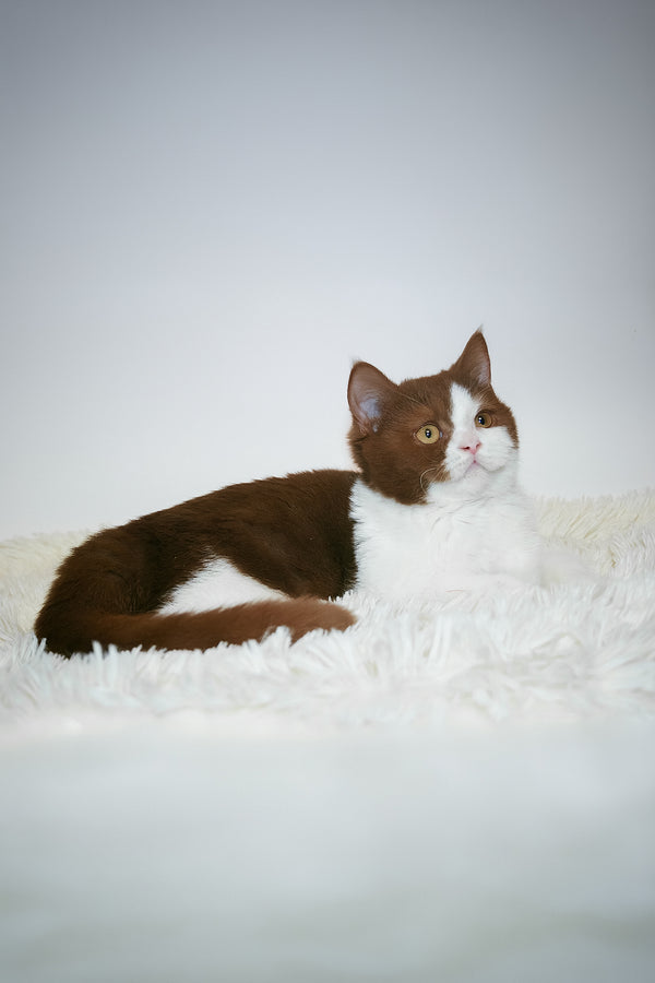 Jonathan | British Shorthair Kitten