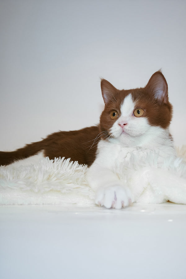Jonathan | British Shorthair Kitten