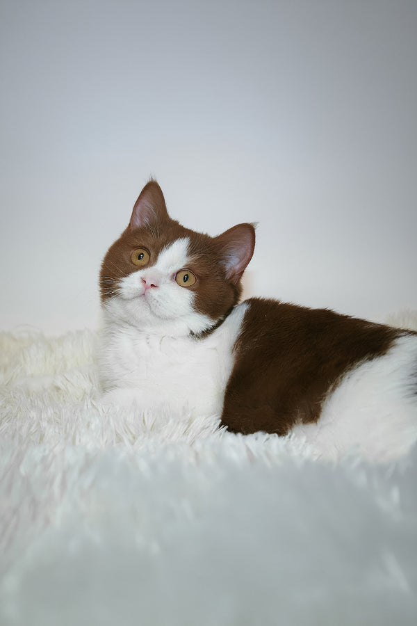 Jonathan | British Shorthair Kitten